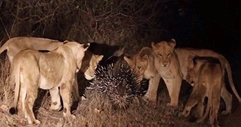 Cả đàn sư tử vây quanh con nhím đơn độc và liên tiếp ra đòn.
