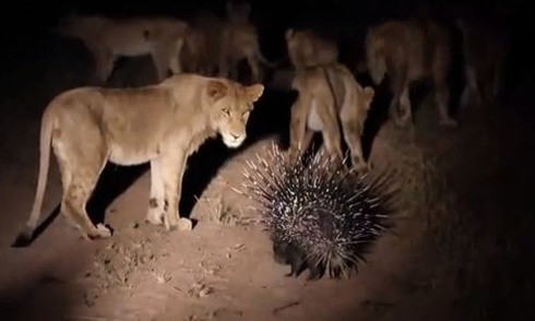 Với vũ khí lợi hại là bộ lông nhọn hoắt, chú nhím lao đến đánh nhau với cả đàn sư tử không chút sợ sệt.