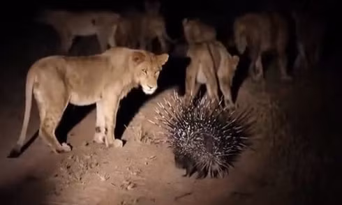 Với vũ khí lợi hại là bộ lông nhọn hoắt, chú nhím lao đến đánh nhau với cả đàn sư tử không chút sợ sệt.