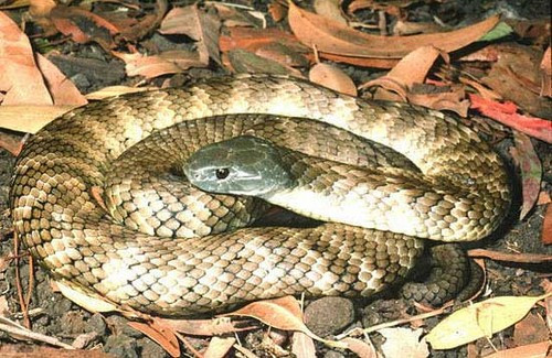 4. Rắn hổ mang: Chất độc của chúng chứa các chất gây hại đến thần kinh và nạn nhân có thể chết trong 20 phút. Tuy nhiên chúng không thường chủ động tấn công con người mà chỉ khi bị đe dọa.