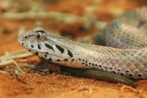 6. Rắn Death Adder: Đây là loài rắn vô cùng phổ biến ở châu Úc, nếu như bạn như bị cắn mà không được cứu giúp kịp thời thì cái chết có thể đến trong 12 giờ.