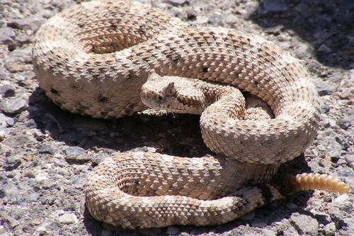 9. Rắn đuôi chuông: Những con rắn đuôi chuông thường sống tại vùng Nam Phi và Bắc Mỹ. Trong các loài rắn đuôi chuông phải kể đến rắn Easterm Diamindback, không chỉ những con rắn trưởng thành mà ngay cả những con rắn mới sinh ra cũng vô cùng độc. Chất độc của chúng chèn vào các mạch máu làm nạn nhân tê liệt, nôn mửa và tử vong.