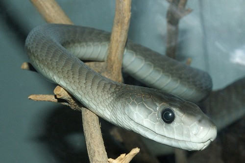 3. Rắn Black Mamba: Loài này sống ở Châu Phi, chất hemotoxin trong nọc độc của chúng có thể làm tim bạn ngừng đập chỉ trong vài phút.