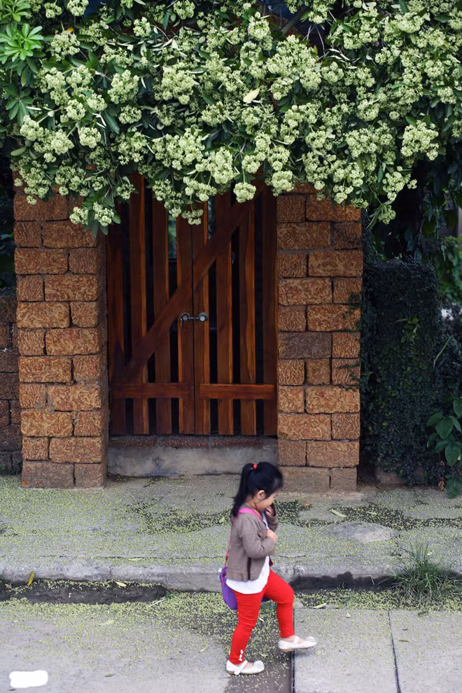 Hương hoa sữa ngào ngạt trên từng góc phố.