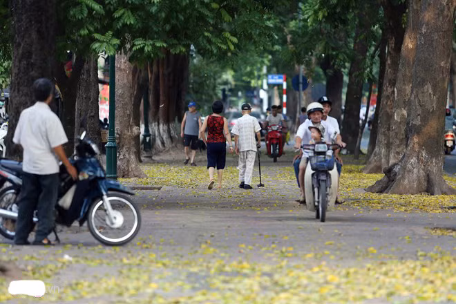 Thảm lá vàng giúp các con phố trở nên thơ mộng hơn.
