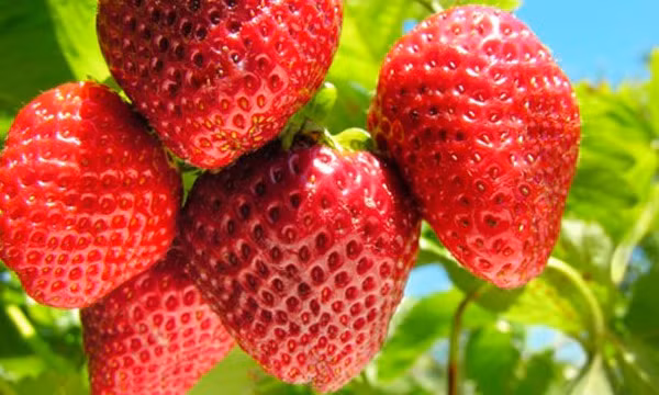 Dùng bàn chải đánh răng bôi đều hỗn hợp lên bề mặt răng. Giữ trong khoảng 5 phút. Sau đó chải răng thật sạch với kem đánh răng.