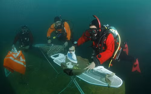 1. Cuộc thi "là quần áo": Cuộc thi quái đản “Là quần áo” đã có từ năm 1990 và vẫn được duy trì tới hiện nay. Tuy nhiên, nó không dễ dàng chút nào khi người tham gia phải là quần áo ở những địa điểm quái dị như trên trên đồi núi, giữa đường cao tốc, trên vách đá hoặc cũng có thể là dưới đáy biển. Sau đó, họ sẽ phải chụp và quay video lại để chứng minh thành tích của mình.