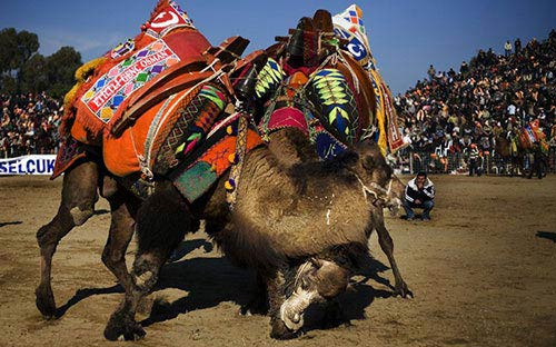 8.Vật lạc đà: Cuộc thi đấu vật lạc đà đã xuất hiện ở Thổ Nhĩ Kỳ từ 2.000 năm trước, thường được tổ chức vào mùa giao phối, khi các con đực luôn sẵn sàng chiến đấu với nhau. Khoảng hơn 2.000 con lạc đà ở Thổ Nhĩ Kỳ được nuôi với mục đích chính là tham gia trận thi đấu này.