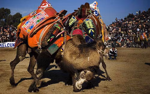 8.Vật lạc đà: Cuộc thi đấu vật lạc đà đã xuất hiện ở Thổ Nhĩ Kỳ từ 2.000 năm trước, thường được tổ chức vào mùa giao phối, khi các con đực luôn sẵn sàng chiến đấu với nhau. Khoảng hơn 2.000 con lạc đà ở Thổ Nhĩ Kỳ được nuôi với mục đích chính là tham gia trận thi đấu này.