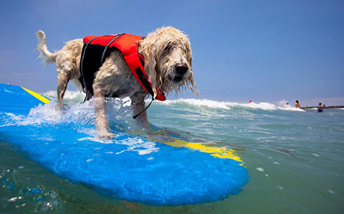 3.Chó lướt ván: Môn thể thao dành riêng cho các chú chó này được tổ chức hàng năm tại bãi biển San Diego, California. Những chú chó với đủ giống loài và kích cỡ sẽ cùng nhau thi tài bằng những kĩ thuật đã được người chủ của mình huấn luyện trước đó. Cuộc thi đã có từ năm 1920 và ngày càng nổi tiếng cho tới nay.