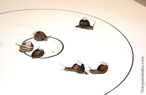 6. Đua ốc sên: Giải đua ốc sên thế giới được tổ chức vào những năm 1960 tại Congham, Norfolk, Anh. Những chú ốc sên được đưa vào đường đua bằng vải ẩm trên một hình tròn phẳng có bán kính 35cm. Số thứ tự của mỗi con ốc sên sẽ được sơn hoặc dán giấy nhớ trên vỏ. Ốc sên nào đi tới vòng tròn nhỏ ở giữa đầu tiên sẽ là ốc sên chiến thắng.