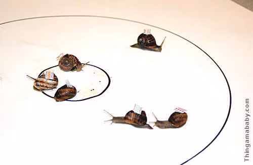 6. Đua ốc sên: Giải đua ốc sên thế giới được tổ chức vào những năm 1960 tại Congham, Norfolk, Anh. Những chú ốc sên được đưa vào đường đua bằng vải ẩm trên một hình tròn phẳng có bán kính 35cm. Số thứ tự của mỗi con ốc sên sẽ được sơn hoặc dán giấy nhớ trên vỏ. Ốc sên nào đi tới vòng tròn nhỏ ở giữa đầu tiên sẽ là ốc sên chiến thắng.