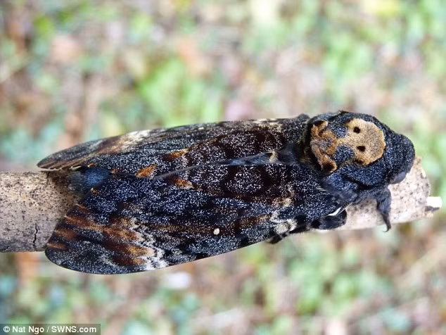 Khoảng 40 loài sâu bướm xuất hiện tại Anh lần đầu tiên trong 15 năm qua. Mỗi năm, hàng trăm con sâu bướm xuất hiện ở khu vực phía bắc hạt North Yorkshire và Shetland. Số lượng của chúng đang tăng dần. Theo Richard Fox, thành viên cơ quan Bảo tồn bướm, 2015 là năm tuyệt vời cho hoạt động di trú của loài sâu bướm và số lượng sẽ đạt đỉnh điểm vào đầu mùa thu.