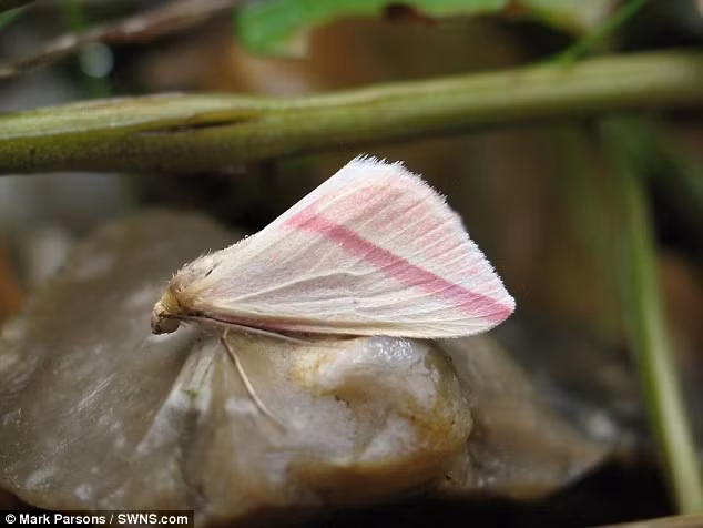 Năm 2014, số lượng bướm đêm Vesta tại Anh đạt đỉnh điểm. Chúng xuất hiện nhiều ở phía bắc Scotland và Bắc Ireland. Sải cánh trung bình của bướm Vesta là 28 cm.