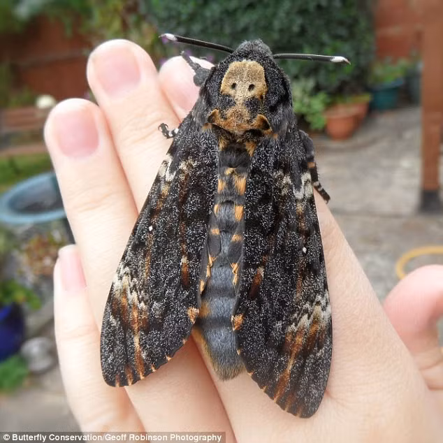 Một con bướm diều hâu với sải cánh 13 cm. Sự tăng nhanh về số lượng sâu bướm cho thấy những tác động về biến đổi khí hậu tới quần thể bướm tại Anh.