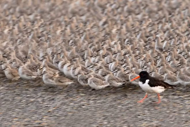 Đàn chim vội vã chạy lên gần đất liền.