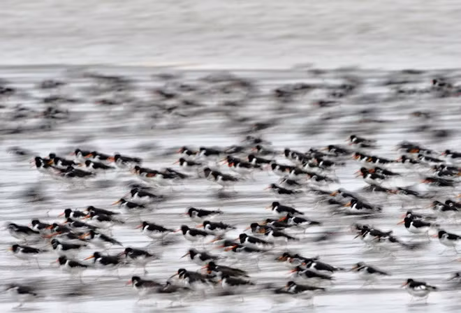 Nhiều du khách có mặt tại đây để được tận mắt thấy cảnh tượng hàng nghìn con chim bay lên không trung trên.