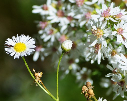 Trà hoa cúc Chamomille: Loại trà này giúp giảm xuống nồng độ hormone gây căng thẳng trong máu của bạn và mang lại cho bạn một đôi mắt với màu sắc trầm ấm hơn. Ngoài ra nó cũng được sử dụng để chữa bệnh viêm màng nhầy, giảm khó chịu đường tiêu hóa và làm lành vết sẹo.