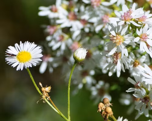 Trà hoa cúc Chamomille: Loại trà này giúp giảm xuống nồng độ hormone gây căng thẳng trong máu của bạn và mang lại cho bạn một đôi mắt với màu sắc trầm ấm hơn. Ngoài ra nó cũng được sử dụng để chữa bệnh viêm màng nhầy, giảm khó chịu đường tiêu hóa và làm lành vết sẹo.