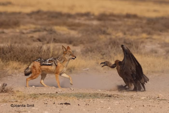 Kền kền nhanh chóng giãy giụa và thoát được hàm răng sắc nhọn của con chó và bắt đầu hướng về phía kẻ thù với vẻ đầy thách thức.