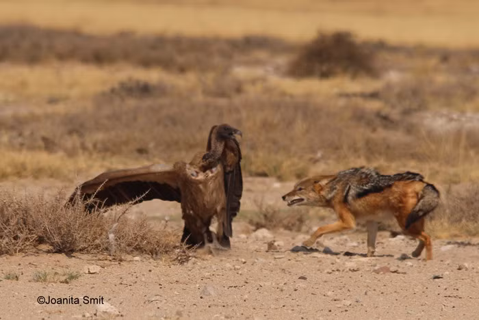 Kền kền liên tiếp tung đòn mổ vào người con chó.