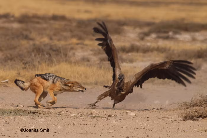 Trận chiến kết thúc khi kền kền bay lên cao, còn con chó hoang cố gắng đuổi theo con mồi nhưng không thể. Cuối cùng nó đành quay đầu bỏ đi trong tiếc nuối.
