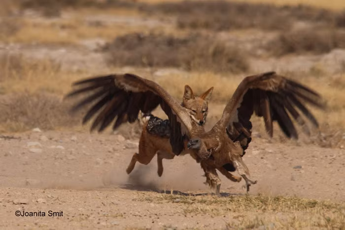 Con chó tiếp tục lao tới cắn xé vào cánh của con kền kền. Kền chạy như bay để né đòn, dù có lợi thế bay lên cao nhưng con kền kền vẫn cố bám trụ dưới mặt đất để chiến đấu với con chó rừng.