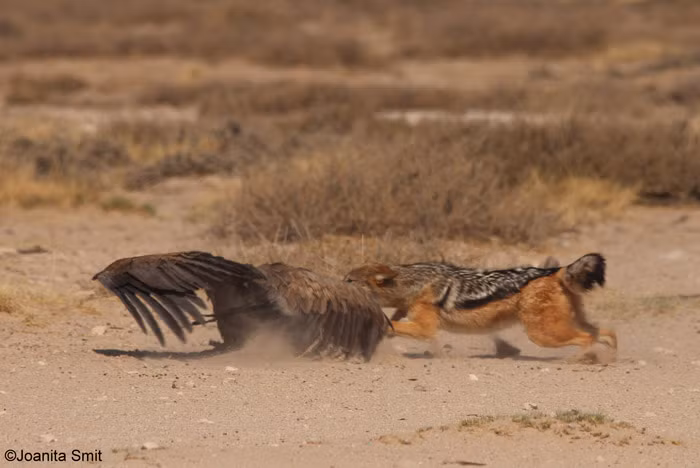 Con chó chạy tới cắn thẳng cổ kền kền.