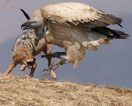 Khi con chó rừng đang lang thang đi kiếm mồi thì nó phát hiện ra một con kền kền đang đứng gần đó. Nó liền lao tới tấn công.