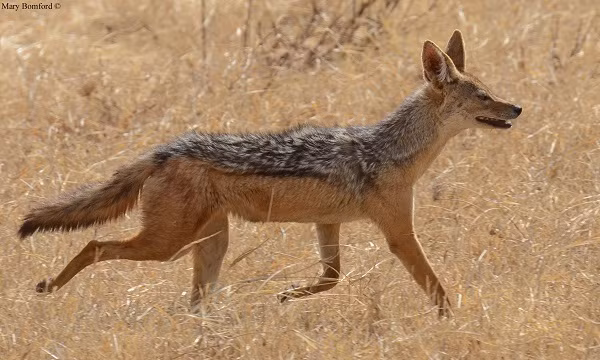 Khoảnh khắc chó hoang hỗn chiến với kền kền được nhiếp ảnh gia Joanita Smit ghi lại ở vườn quốc gia Kgalagadi Transfrontier.