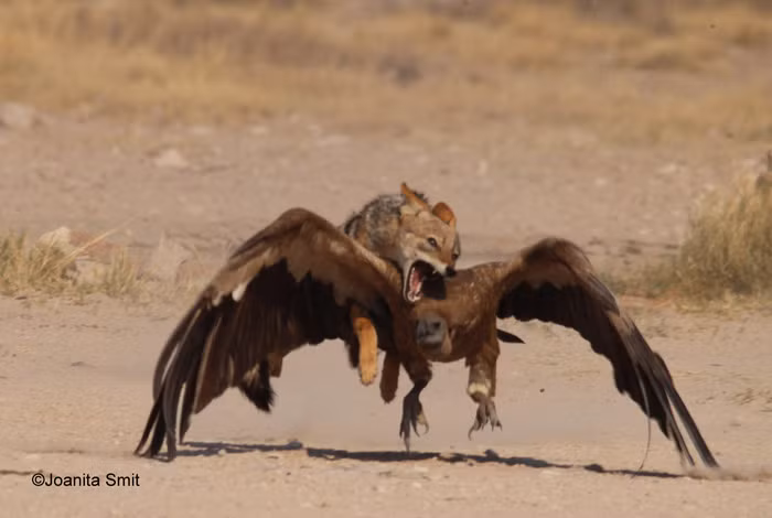 Thấy có vẻ yếu thế, con kền kền tung cánh bay lên, con chó cố gắng bay lên không trung để đuổi theo kền kền.