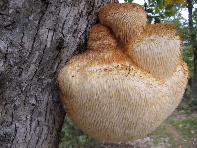 Chúng có nguồn gốc từ Bắc Mỹ, mọc chủ yếu trên những thân gỗ cứng.