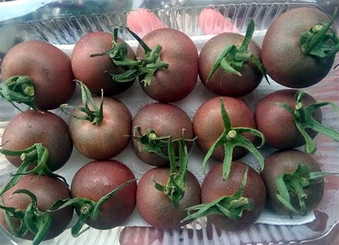 Bo dong tien mua ca chua la gia dat gap chuc lan