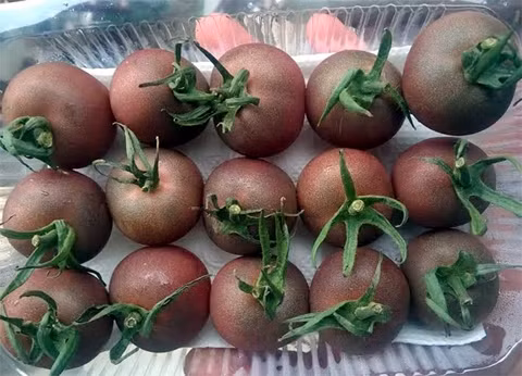 Bo dong tien mua ca chua la gia dat gap chuc lan