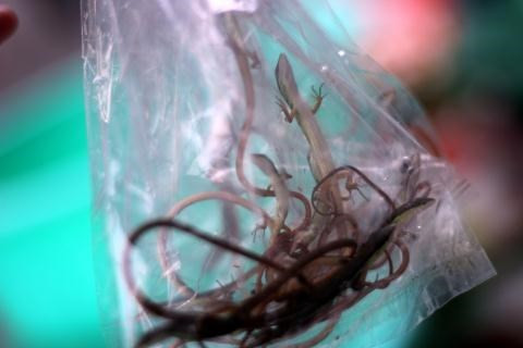 Ông Ba Lộc một người dân sống ở khu chợ này cho biết, như một thói quen, dù không nuôi chim cảnh, gà đá nhưng ông vẫn thường ghé ngang chợ mỗi sáng đi tập thể dục về. Những người đàn ông họ tới lựa rồi đem đi, không trả giá, không kì kèo, cứ thế mà mua mà bán khác hẳn với những khu chợ gần nhà ông với tiếng cãi nhau chí chóe, nói thách giá cả... Cảnh những người đàn ông bán buôn theo kiểu “thuận mua vừa bán” ấy làm cho con người ta cảm thấy bình yên lạ thường mỗi sớm.