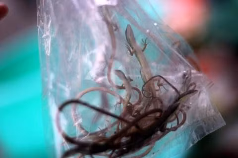 Ông Ba Lộc một người dân sống ở khu chợ này cho biết, như một thói quen, dù không nuôi chim cảnh, gà đá nhưng ông vẫn thường ghé ngang chợ mỗi sáng đi tập thể dục về. Những người đàn ông họ tới lựa rồi đem đi, không trả giá, không kì kèo, cứ thế mà mua mà bán khác hẳn với những khu chợ gần nhà ông với tiếng cãi nhau chí chóe, nói thách giá cả... Cảnh những người đàn ông bán buôn theo kiểu “thuận mua vừa bán” ấy làm cho con người ta cảm thấy bình yên lạ thường mỗi sớm.