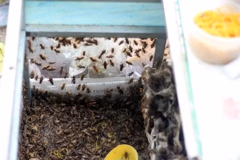 Họ đều là những người dân nghèo và cái nghề không vốn này đã “gánh” luôn miệng ăn cả gia đình. Ông Minh người bán lâu năm nhất tại chợ côn trùng tâm sự: “Việc có chợ côn trùng như giờ rất ngẫu nhiên. Khoảng ba bốn năm trước tui cùng một vài người bạn từ Hóc Môn lên Sài Gòn chơi, khi đi qua khu quận 5 này thấy người ta có thú nuôi chim cảnh. Vào chuyện trò mới biết họ không tìm được thức ăn cho chim quý, một phần vì thức ăn chim được bán thời đó chỉ toàn là bột còn sâu, bọ, dế được xem là “hàng hiếm”. Nghe vậy tui mới tính kế bắt côn trùng từ quê ra bán. Một lần, hai lần, ba lần thử thấy việc bán những thứ ở quê chỉ xem như là bỏ đi lại kiếm ra tiền ở thành phố tui bắt đầu đổi nghề luôn cho tới bây giờ…”.