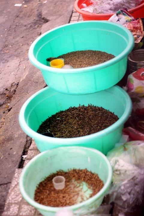 Sâu gạo là loại mồi “phổ thông” được mua nhiều nhất, bán với giá 10k/lon.