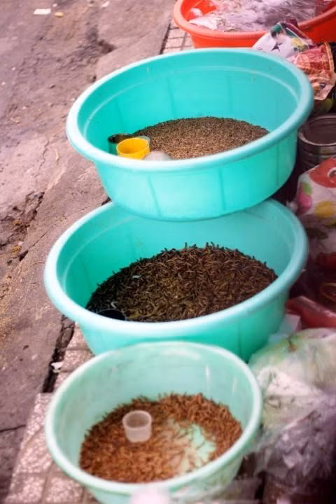 Sâu gạo là loại mồi “phổ thông” được mua nhiều nhất, bán với giá 10k/lon.