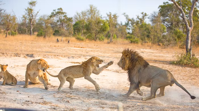Không ngờ con sư tử cái chống trả quyết liệt. Nó dùng móng vuốt tát vào mặt con sư tử đực.