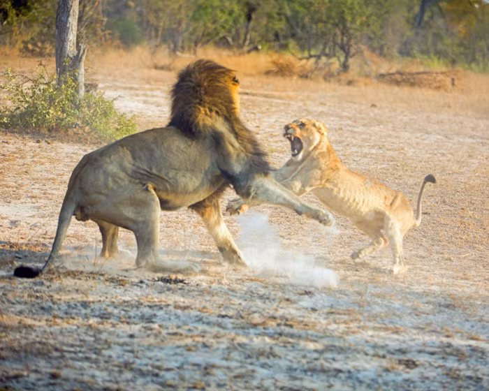 Cuộc chiến kéo dài trong vài phút.