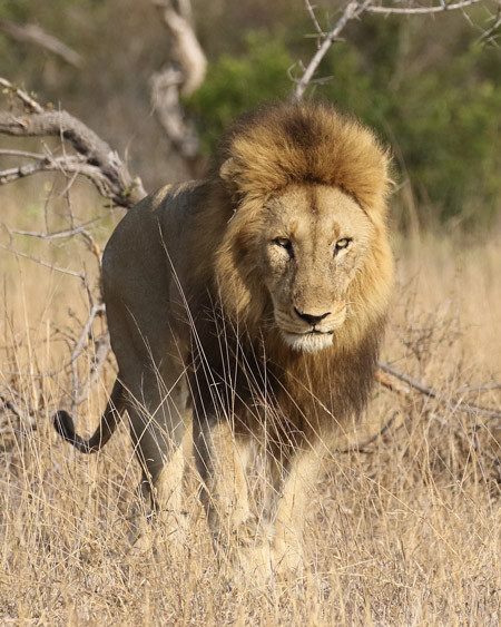 Nhiếp ảnh gia Erin Long đã chứng kiến khoảnh khắc đáng sợ tại vườn Kruger. Một con sư tử to lớn tấn công một con sư tử cái và đòi làm tình nhưng không được con cái chấp nhận.