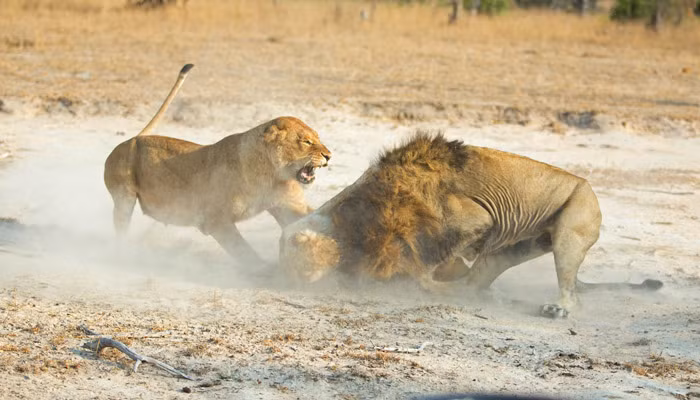 Tuy nhiên, con sư tử cái quá nhỏ bé và yếu ớt trước sự dũng mãnh của con sư tử đực.