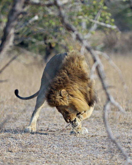 Đang lao vào tấn công, sư tử đực giẫm phải một nhành cây và bị gai đâm vào chân.