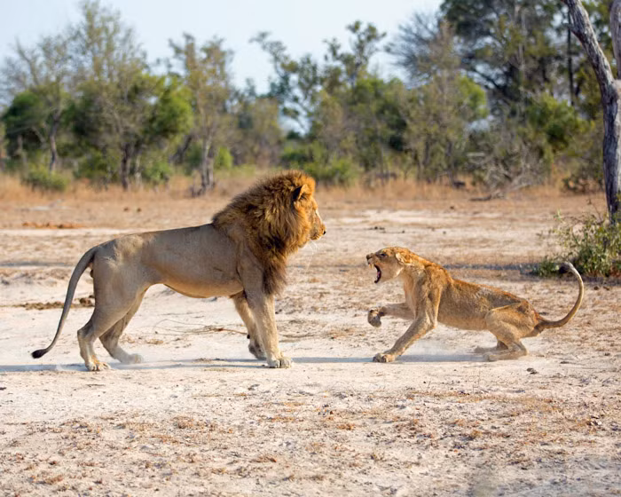 Tuy nhiên nó vẫn không từ bỏ ý định và lao tới tách riêng sư tử cái khỏi đàn con, dồn nó vào gần một gốc cây.