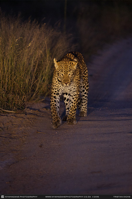  Con báo đốm tinh ranh phục sẵn, chờ đợi con linh cẩu tóm gọn được trăn khổng lồ mới "ra tay".