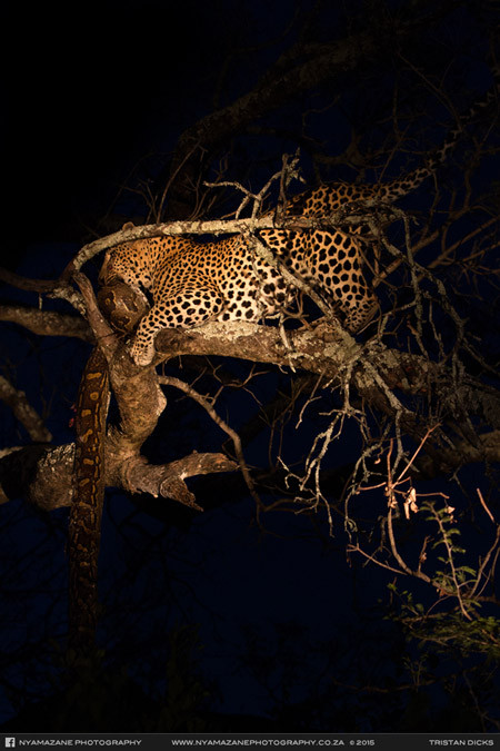 Báo đốm xẻ thịt con trăn khi đang nằm vắt vẻo trên cây.