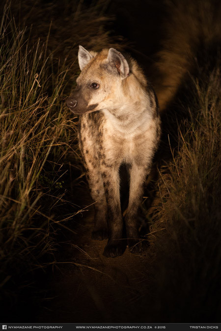 Linh cẩu thất thần đứng nhìn con mồi bị cướp.