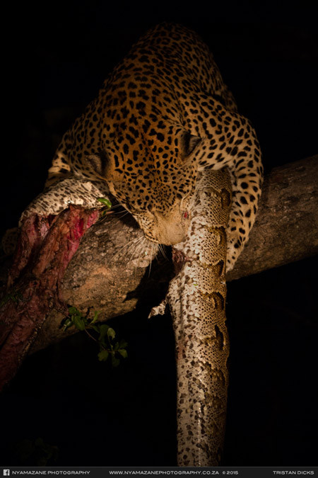 Con trăn xấu số đã trở thành mồi ngon của báo đốm.