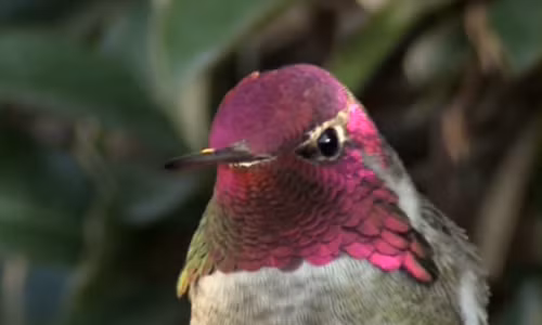 Kinh ngạc bộ lông của chim ruồi biết đổi màu Kinh ngac bo long cua chim ruoi biet doi mau